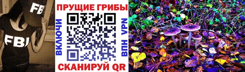 Псилоцибиновые грибы Psilocybe Димитровград